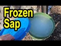 Freeze Maple Sap For Best Quality Syrup #maplesyrup #mapletapping #maplesap #tappingmapletrees