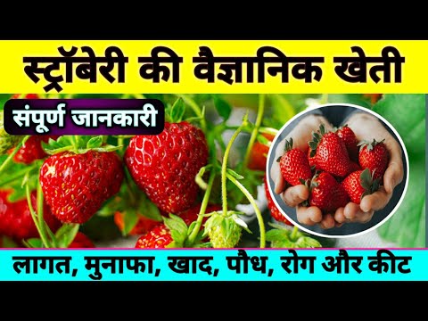 वीडियो: स्ट्रॉबेरी बोट्रीटिस रोट को नियंत्रित करना: स्ट्रॉबेरी पर ग्रे मोल्ड से कैसे छुटकारा पाएं