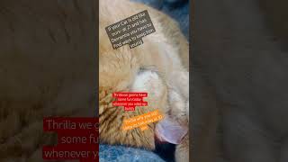 Thrilla just cause you old don’t mean you have to act old #fyp #catsofyoutube #cat