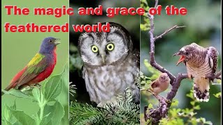 Favorite Friends / Stream #12 The magic and grace of the feathered world