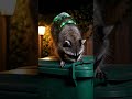 Raccoon with Augmented Tail at Night