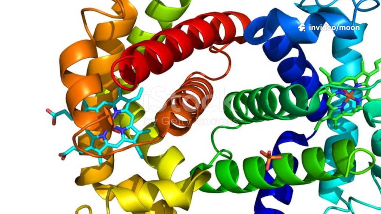 CO2 Transport in Blood Explained: Carbonic Anhydrase vs Carbaminohemoglobin
