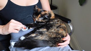 ASMR sweetest lap kitten gets all the pets till she falls asleep (whisper)