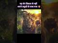 🦁 Scarface: एक आँख से अंधा शेर, फिर भी जंगल का सबसे सम्मानित राजा! #lion #scarface #animals #shorts