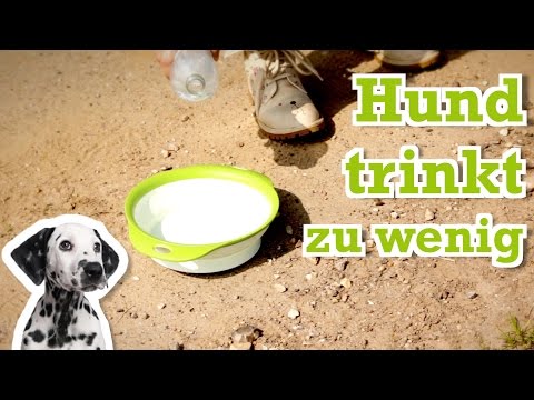 Video: Mein Hund bleibt vor dem Betreten an der Tür stehen