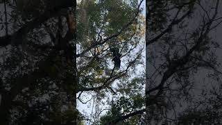 Birding in Jekyll Island (GA)#birds #birdwatching #visitsavannah #exploregeorgia #birdingparadise