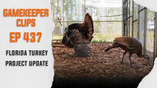 GK Clips 437 | Florida Turkey Project Update