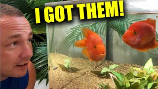 Shopping  3 AQUARIUM FISH STORES!  The king of DIY