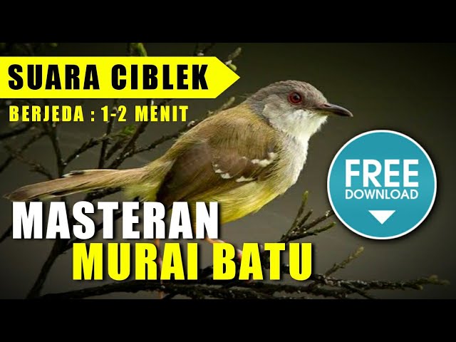 MASTERAN MURAI BATU 🔴 suara CIBLEK NGEBREN berjeda 1-2 menit class=