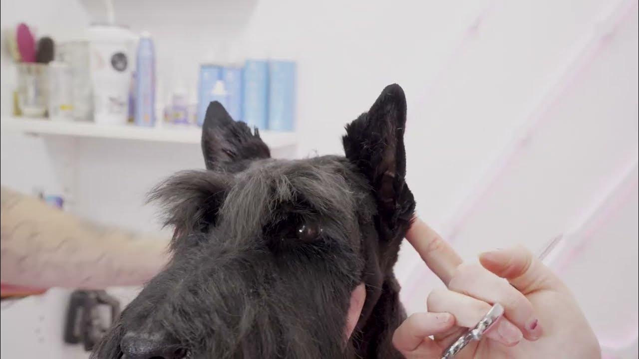 How to Trim Scottie Ears Pet Scottish Terrier Grooming YouTube