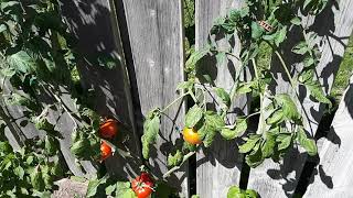 so, quick tomato brag