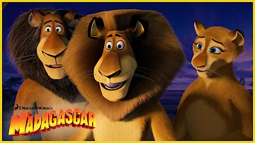 Desde Madagascar hasta las profundidades de África. | DreamWorks Madagascar en Español Latino