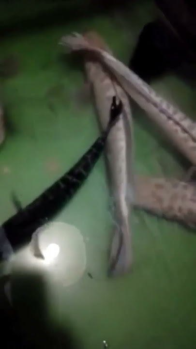 IKAN TOMAN SILUMAN ?? || TOMAN UNIK BERWARNA PUTIH ❗