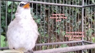 Suara trucukan full ropel panjang cocok buat masteran trucuk belajar bunyi langsung ikut ropel