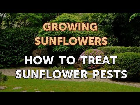Video: Treating Sunflower Pests - How To Treat For Sunflower Midge Pests