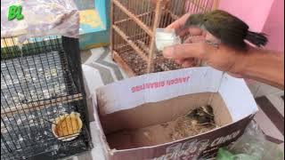 cara dan trik pelihara burung pijantung agar sehat dari cindil sampai gacor