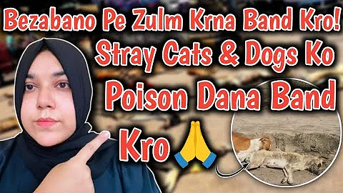 Video 10414221: persian cat food, persian cat home, persian kitten, healthy cat food