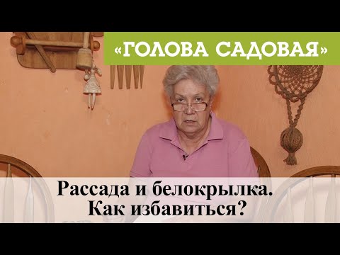 Голова садовая - Рассада и белокрылка. Как избавиться?