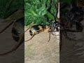 kumbang beracun mematikan