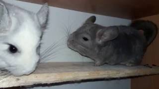 Почему Шиншиллы Ругаются и Деруться! Как их помирить!) Why Chinchilla Cussing and Fighting! Почему Шиншиллы Ругаются и Деруться! Как их помирить!) Why Chinchilla Cussing and Fighting!