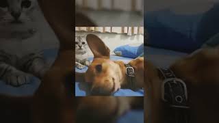 Funny Cats Cute Cats 97