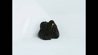 Chelsea Wolfe - Hiss Spun (Full Album l 2017)