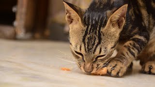 Cute Cat Funny Videos and Eating Funny Videos and Playing Funny Videos Cats Comrade by Cats Comrade 15 views 4 years ago 4 minutes, 18 seconds