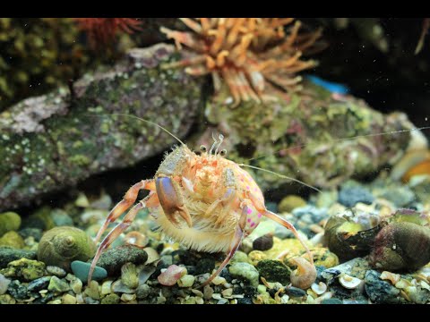 Pagurus Prideaux and Adamsia Palliata (Hermit Crab and Cloak Anemone)