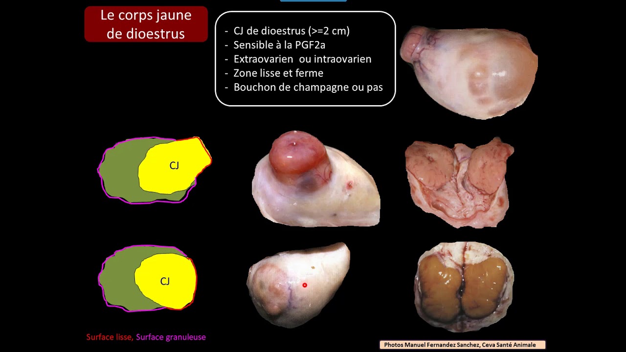 Palpation du système génital. Partie 2 : le diagnostic différentiel des structures ovariennes
