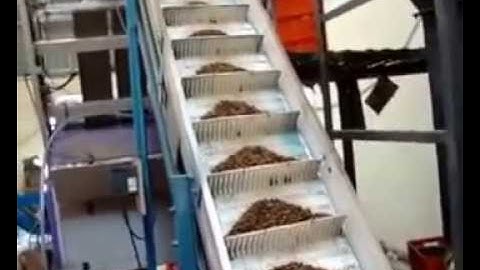 RAISIN (DRY GRAPES) SORTING LINE