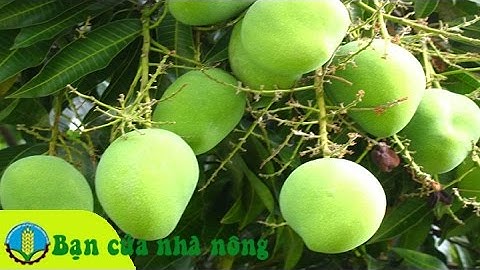 Kinh nghiệm phòng và trị các bệnh hại trên cây xoài