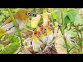 Parents feeding Black Berries to babies Super Relaxing YouTube bird video | White eye bird | day 10