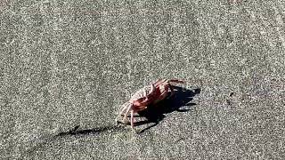 Crab On The Beach