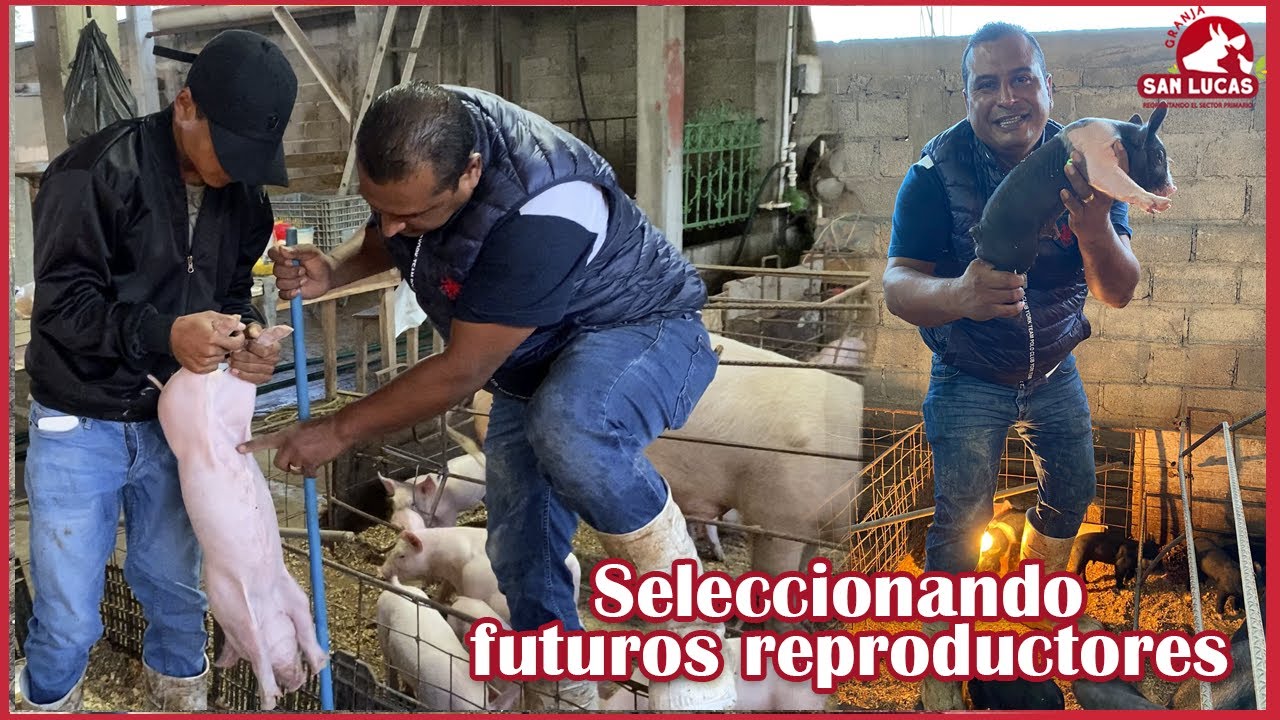 ¿Cómo seleccionar futuros reproductores en cerdos? | Granja San Lucas
