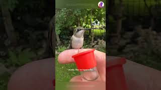 Meeting The Kolibri A Rare Friendly Moment