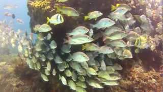 Cancun Manchones Reef by Dmitriy 11,277 views 12 years ago 4 minutes, 59 seconds