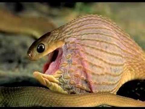 Video: Quale serpente costruisce il nido per il suo uovo?