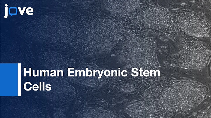 Zinc-Finger Nuclease Enhanced Gene Targeting In Human Embryonic Stem Cells l Protocol Preview