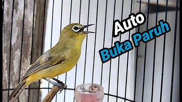 Your Pleci is Just Mriwik. Try to listen to Pleci
