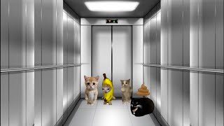 Happy cats stuck in an elevator