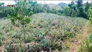 Nông dân làm giàu nhờ mô hình trồng dứa theo hướng liên kết