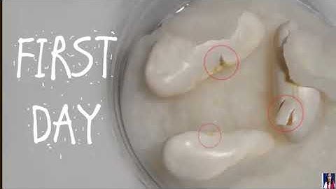 GEETA JAIN/ FORM 6/ SCIENCE /CHAPTER 7/GETTING TO KNOW PLANTS