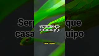 Serpientes que cazan en equipo en Galápagos