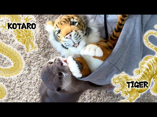 カワウソ コタロー　最近ハマってる遊び「トラ追い」　Kotaro the Otter Chasing a Tiger