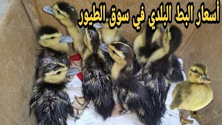 أسعار البط البلدي السوداني عمر يوم وعمر عشر أيام في سوق الطيور (رقد تربيه بيتي)