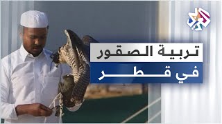 قطر .. تربية الصقور تحظى باهتمام كبير لدى الشباب باعتبارها هواية وإرثا ثقافيا تتناقله الأجيال
