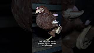 Injured hen