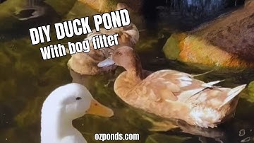 DIY Duck pond with bog filter