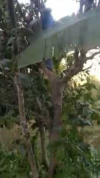 Farmer’s  hardwork