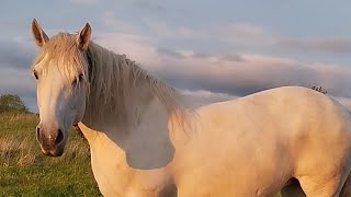 Меліса і Мустанг🐴 Коні в Україні 🐎